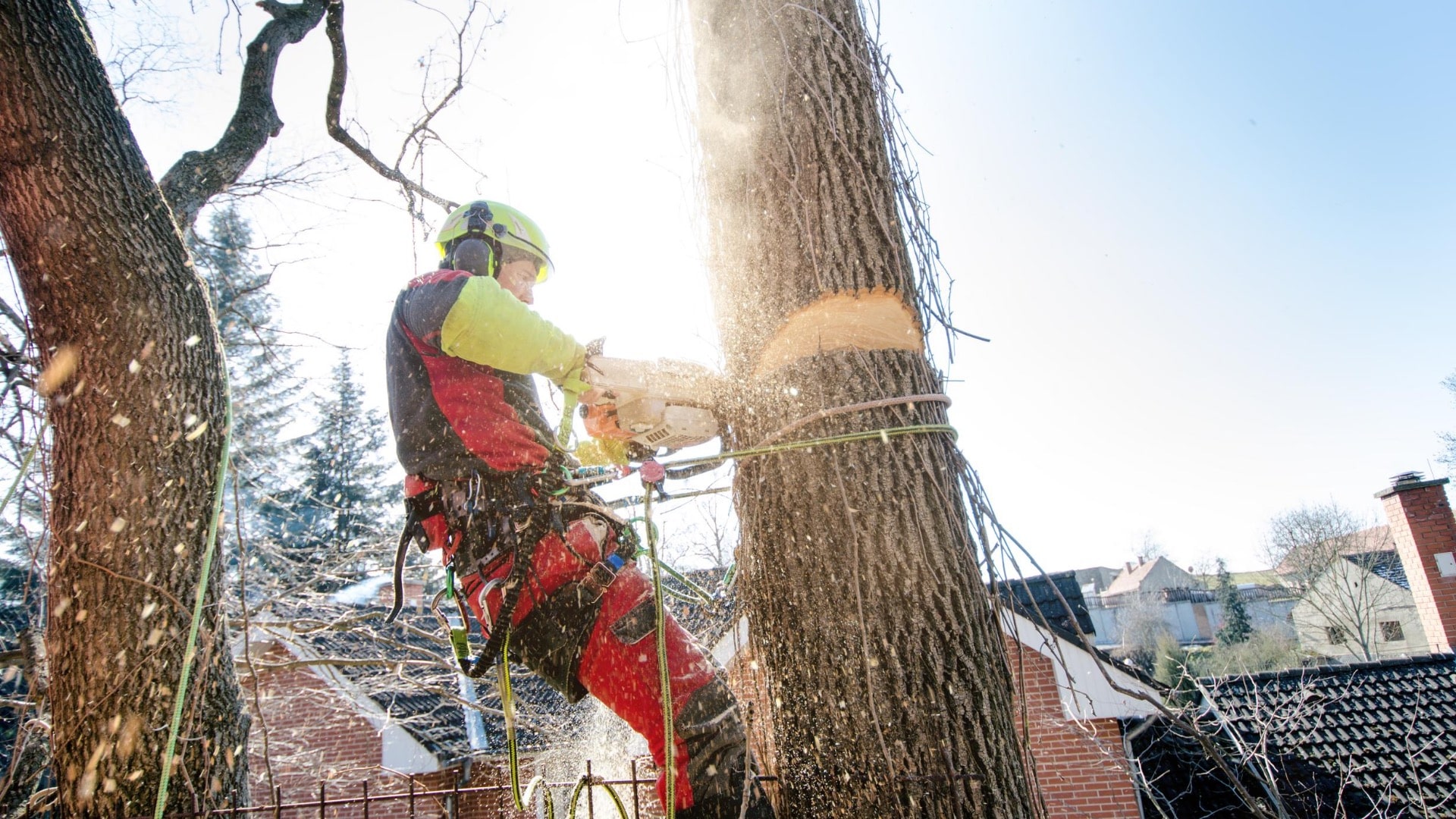 Carolina Tree Removal Pros of Raleigh Image